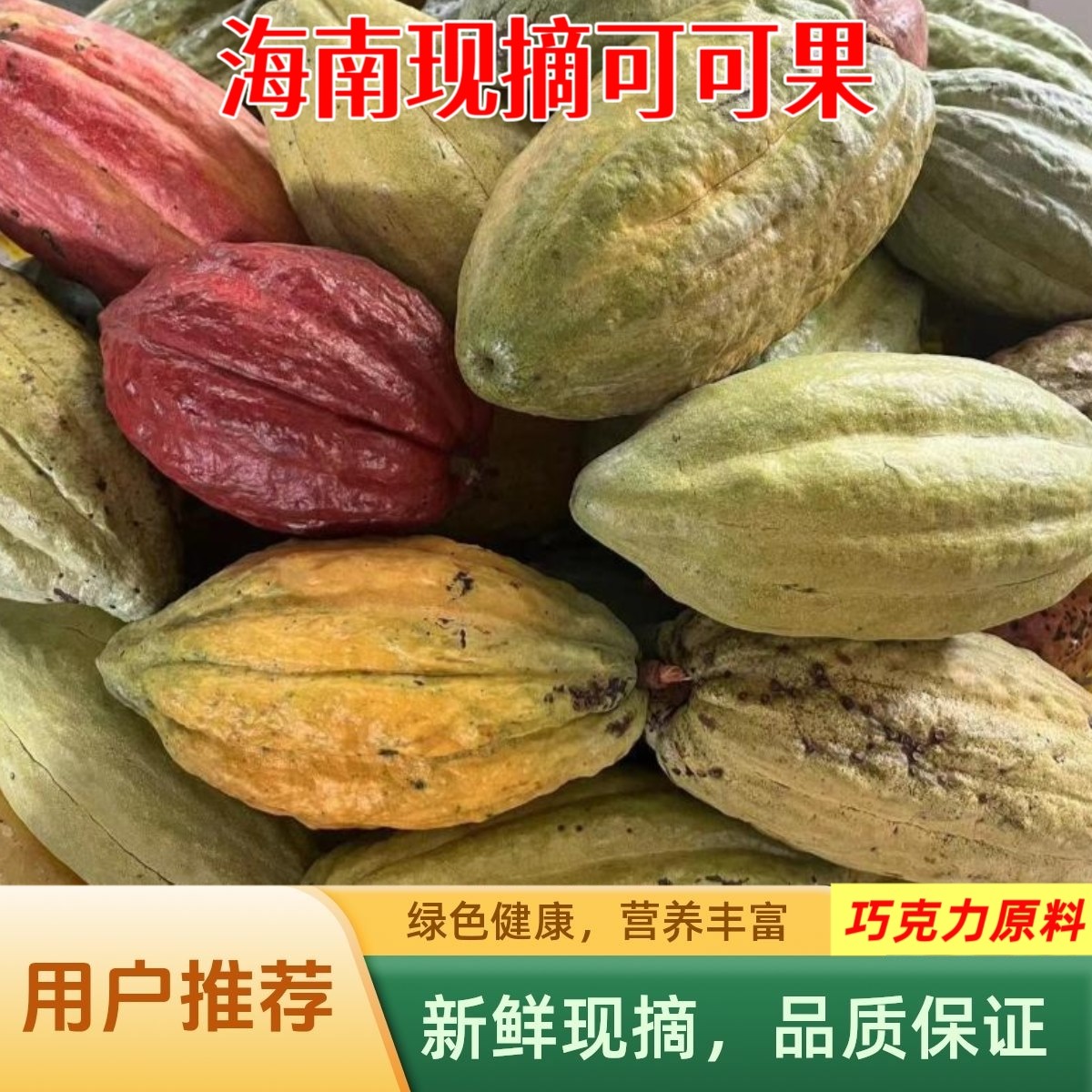 新鲜可可果豆海南原产热带可可鲜果现摘原豆果实巧克力果原料装饰
