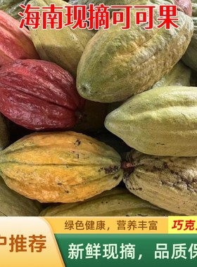 新鲜可可果豆海南原产热带可可鲜果现摘原豆果实巧克力果原料装饰