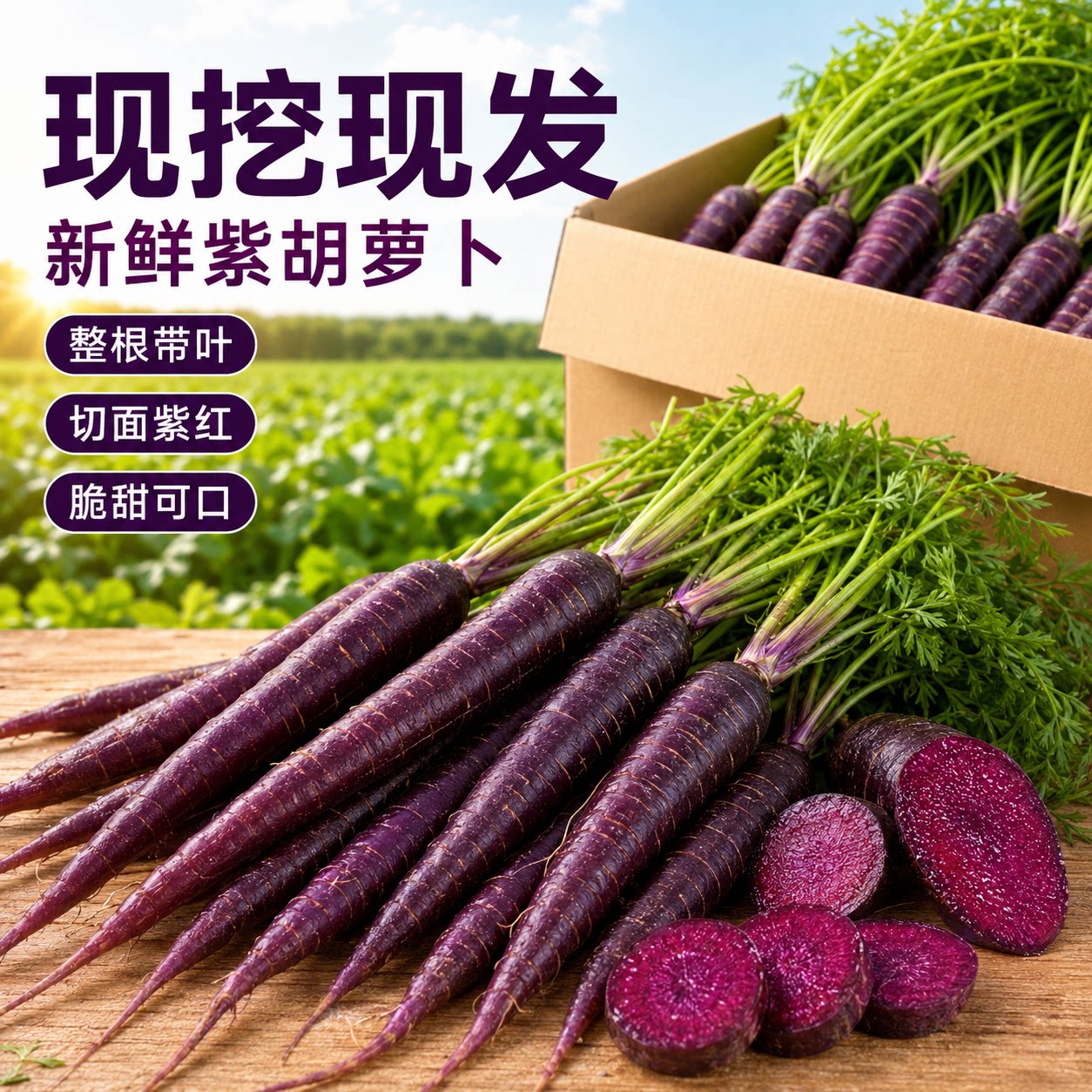 沙地紫美人萝卜新鲜水果萝卜甜脆新鲜紫色胡萝卜包邮产地甘肃永昌