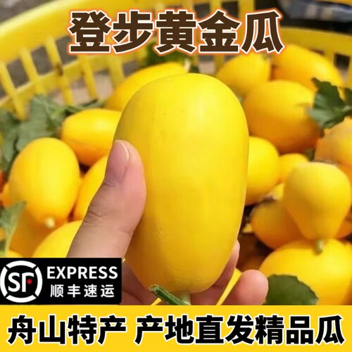 舟山农特产登步黄金瓜小香瓜清脆香甜普陀小佛瓜4斤散装顺丰发货