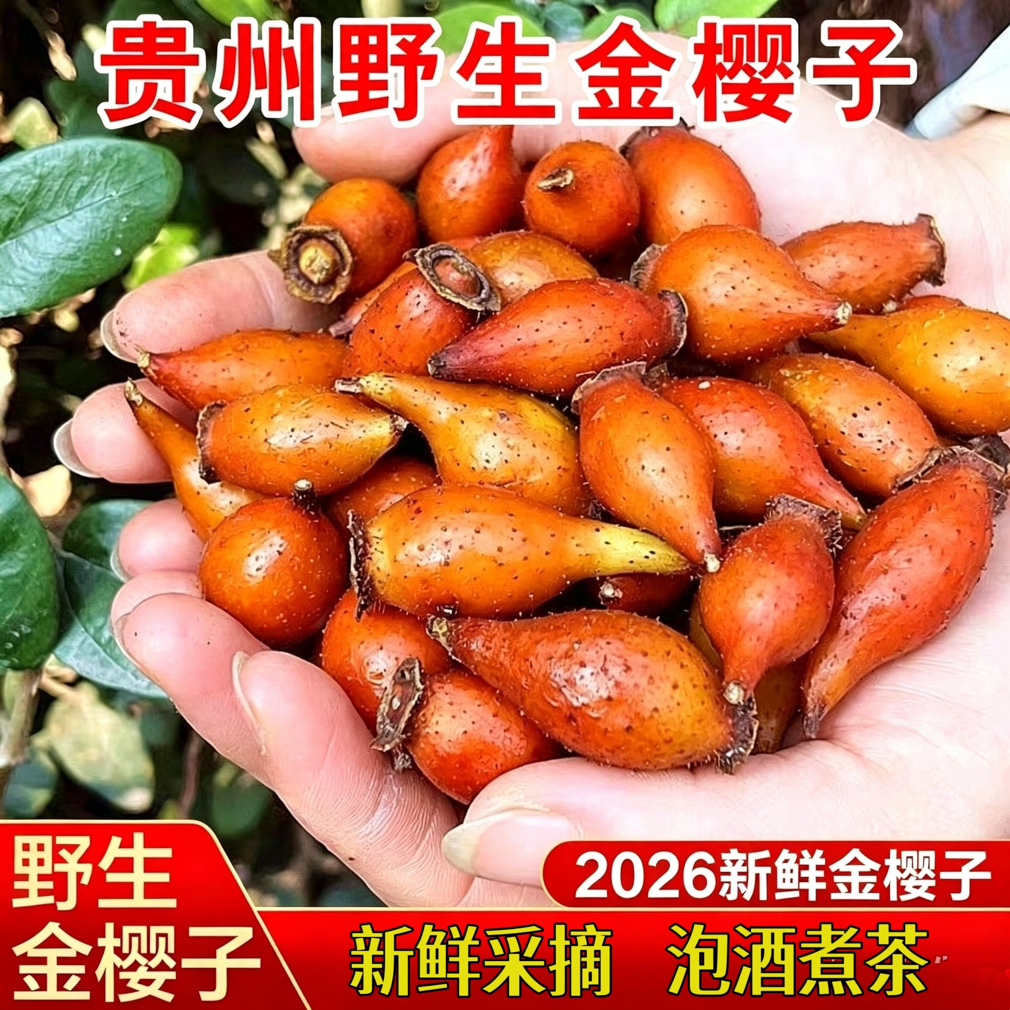 野生金樱子鲜果新鲜现摘水果泡酒野果农产品中药材贵州金樱子鲜果