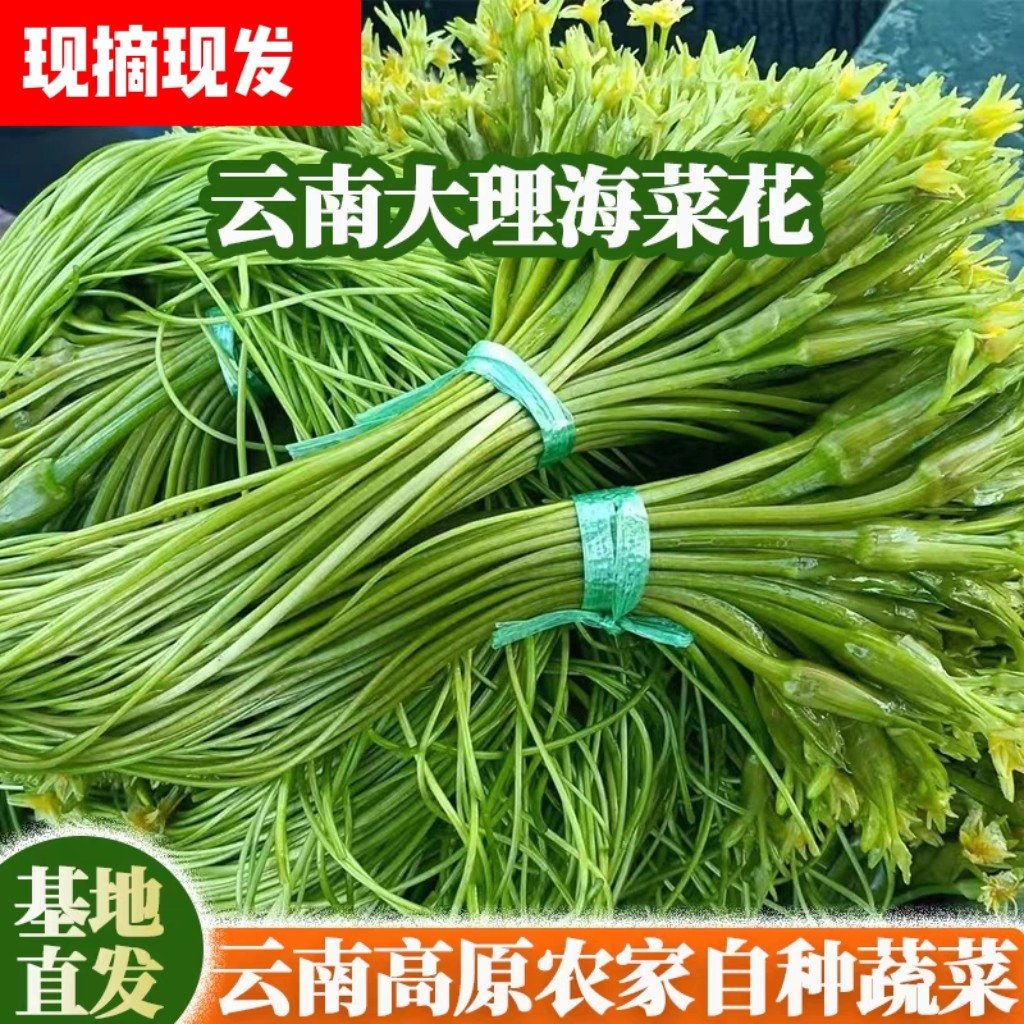 水性杨花海菜花云南大理特产洱海海菜水性杨花新鲜蔬菜现摘现发