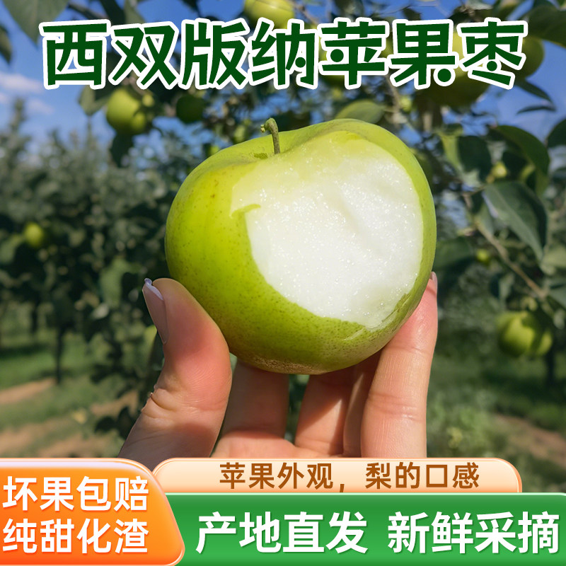 正宗云南西双版纳苹果枣青枣脆甜大枣大果产地直发现摘冬枣水果