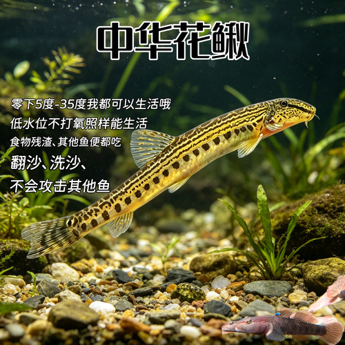 原生美丽小条鳅沙鳅花鳅壮体沙鳅观赏底层鱼清洗底沙垃圾残渣