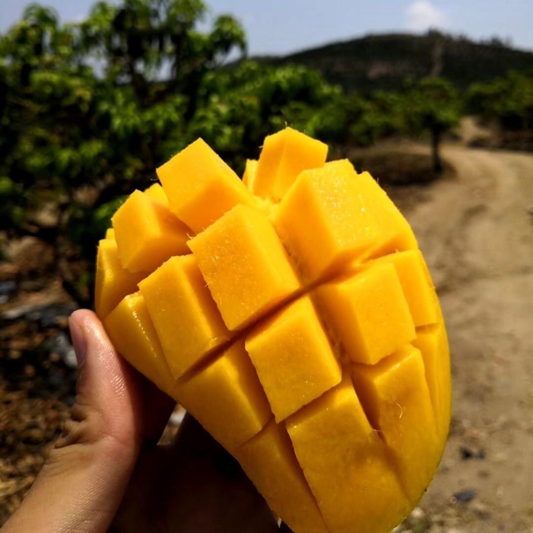 新鲜水果海南芒果金煌芒整箱10斤包邮