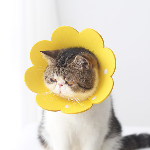 meoof宠物伊丽莎白圈EVA轻薄材质