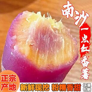 正宗广州南沙一点红番薯新鲜现挖冰淇淋红薯板栗薯农家自种蜜薯