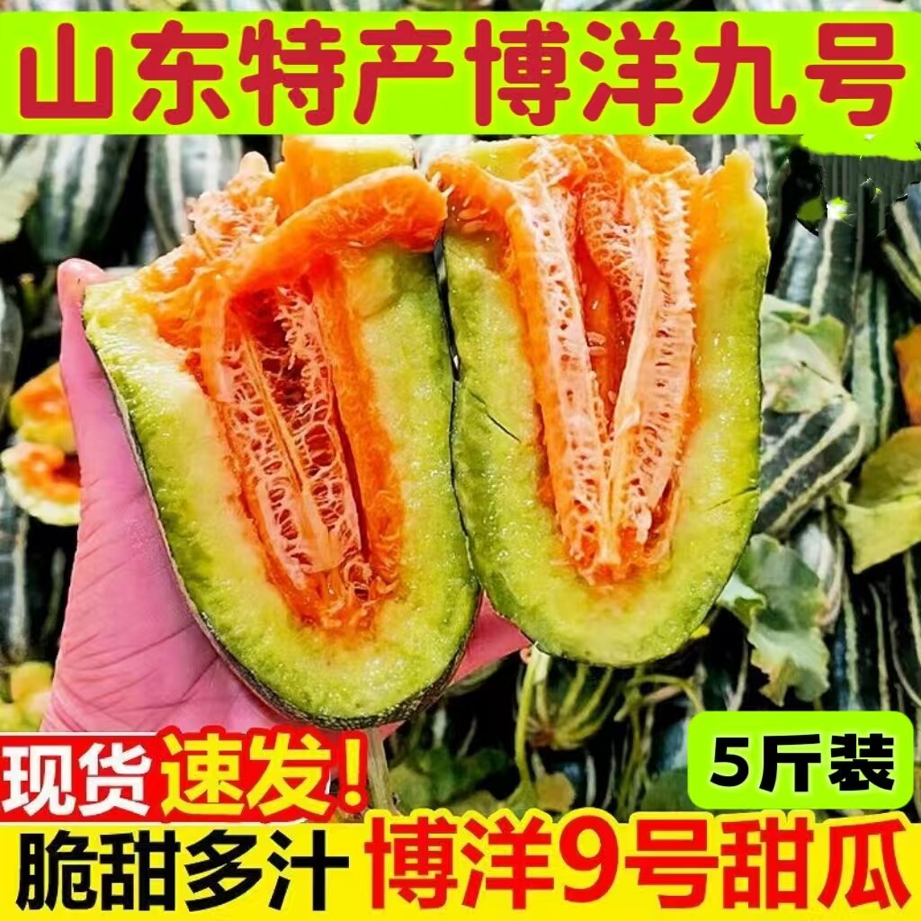 现摘现发山东头茬精品博洋9号甜瓜新鲜时令水果香瓜脆瓜蜜瓜顺丰