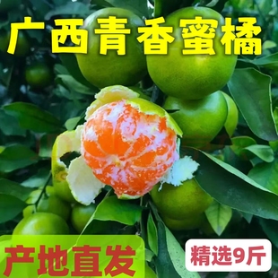 广西桂林清香蜜橘青绿皮小桔子当季新鲜酸甜水果非茶橘沃青龙橘子