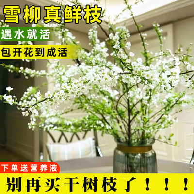 雪柳鲜枝干支室内水养培植