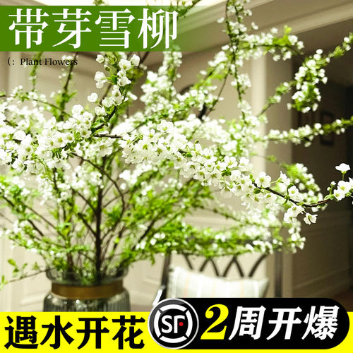 雪柳鲜枝带花苞干枝支水养插花水