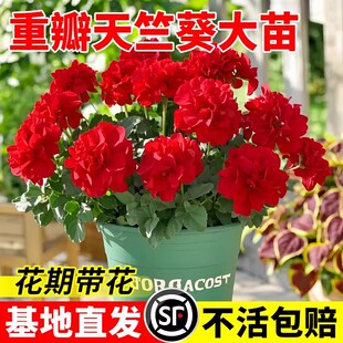 重瓣天竺葵花苗四季带花新品名贵盆栽带花苞大花洋绣球苗好养花卉