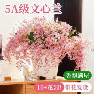 文心兰带花苞盆栽香水梦香兰兰花室内开花卉植物阳台耐寒绿植秋冬