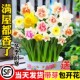 重瓣洋水仙花进口种球盆栽水养带花苞室内冬季 水培好养开花卉植物