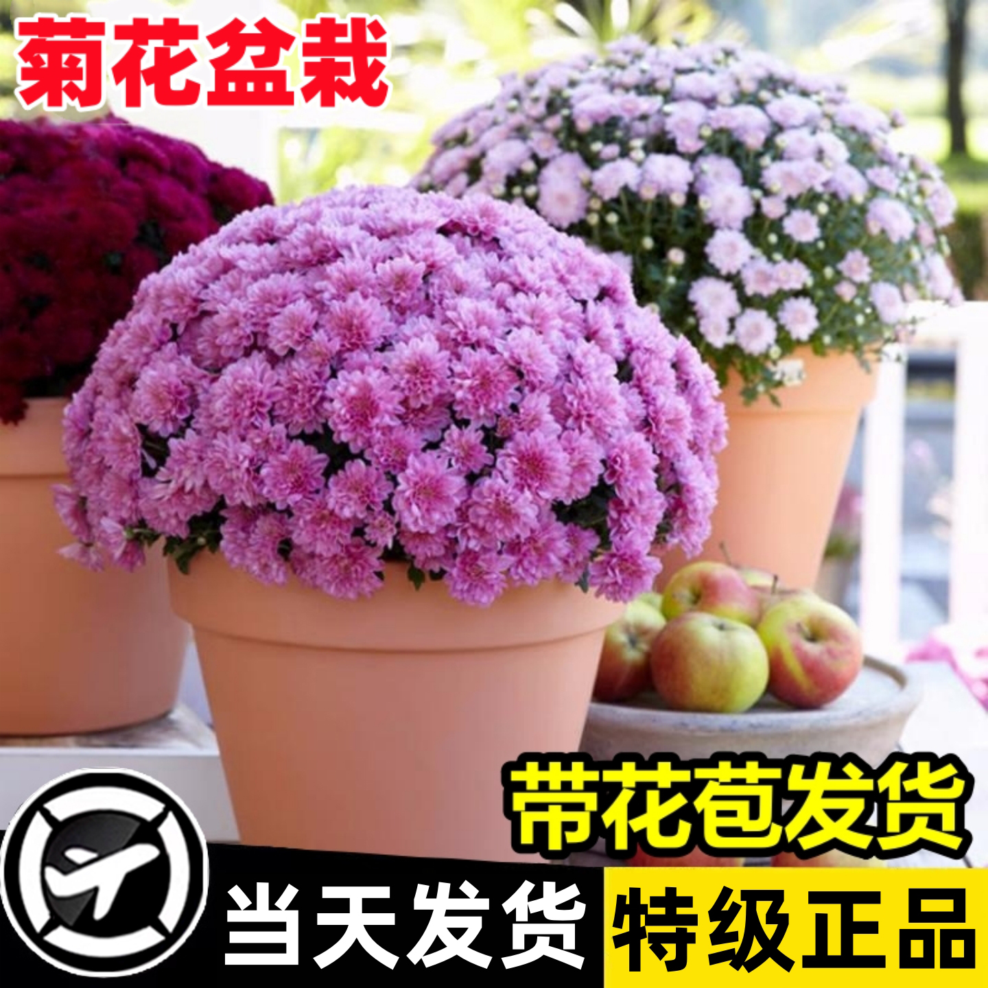 菊花盆栽带花苞大花苗九月千头菊