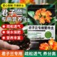 君子兰专用土花土养兰花专用营养土肥料盆栽土通用型肥换盆土疏松