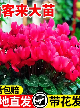 仙客来盆栽带花特大号兔子花卉植