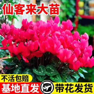 仙客来重瓣仙鹤来大花苗兔子花盆栽客厅好养花卉秋冬耐寒年宵花卉