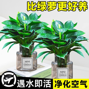 金钻盆栽水培植物室内耐阴绿植桌面净化空气绿公主好养绿萝吸甲醛