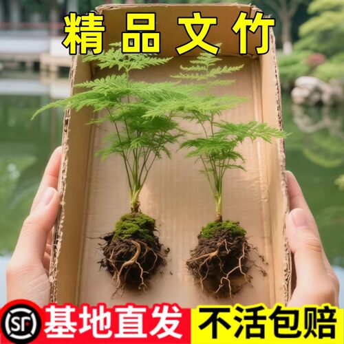 文竹盆栽植物室内客厅中式禅意