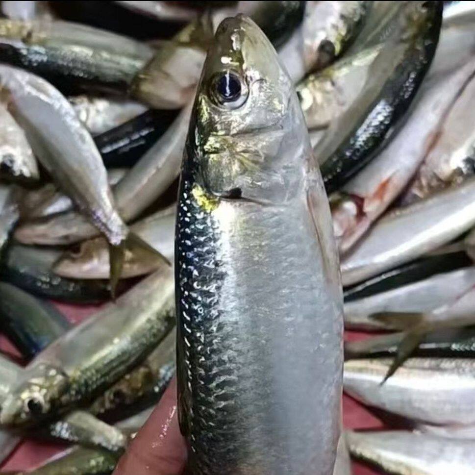 福建泉州野生热门姑鱼钓饵温鱼钓鱼饵料沙丁鱼石斑鱼黑雕万能钓饵