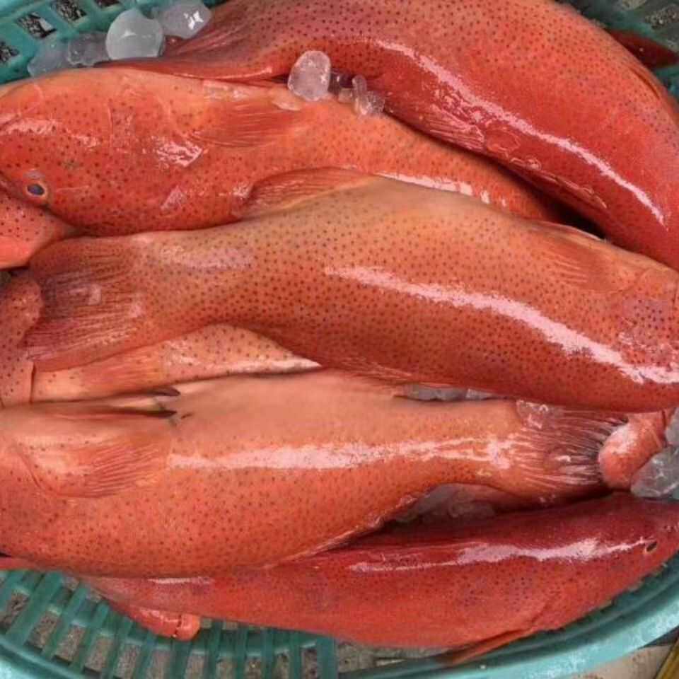 冰鲜东星斑进口海产斑鱼深海野生东星斑大红石斑鱼海钓东兴班