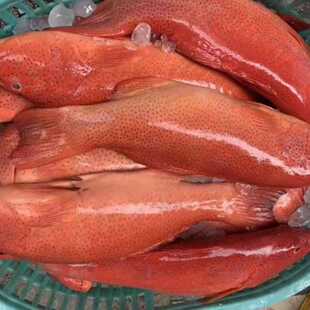 冰鲜东星斑进口海产斑鱼深海野生东星斑大红石斑鱼海钓东兴班