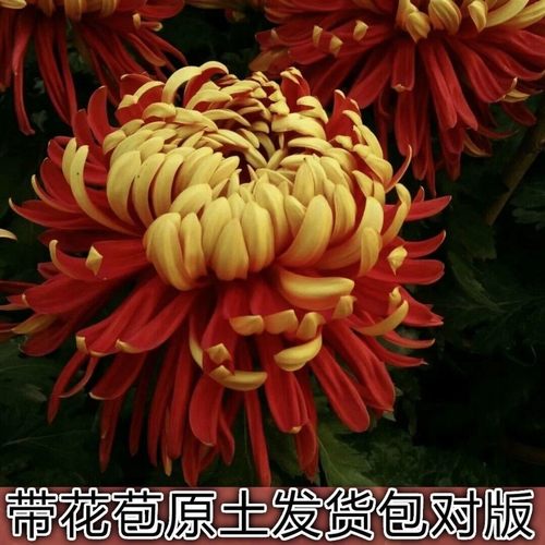月月菊花质量怎么样 月月菊花口碑怎么样 小麦优选