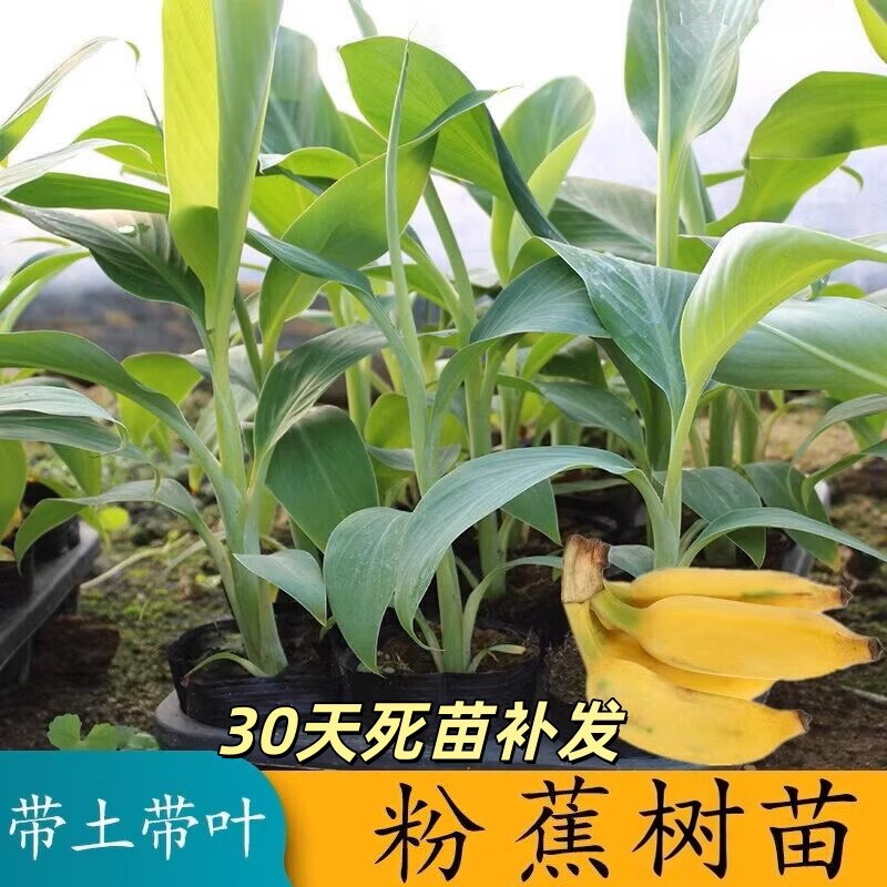 矮化香蕉粉蕉小米蕉苹果蕉红蕉树苗皇帝蕉苗芭蕉大苗南方当年结果