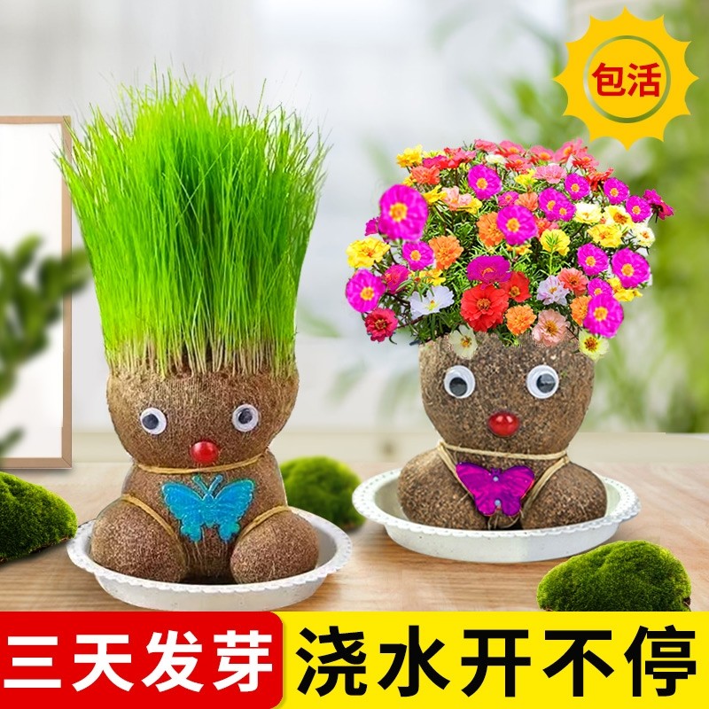 长草娃娃草头开花小盆栽植物头上头顶浇水种草幼儿园儿童水培绿植