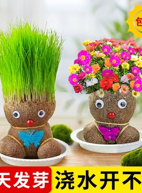 长草娃娃草头开花小盆栽植物头上头顶浇水种草幼儿园儿童水培绿植