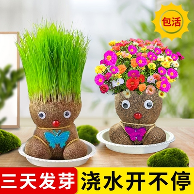 长草娃娃草头开花小盆栽植物头上头顶浇水种草幼儿园儿童水培绿植