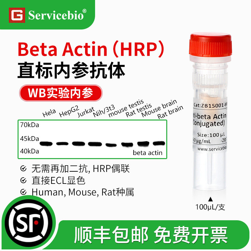 赛维尔实验试剂betaActin内参