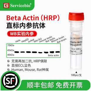 赛维尔 beta Actin 直标内参抗体 HRP偶联WB无需二抗 直接ECL显色