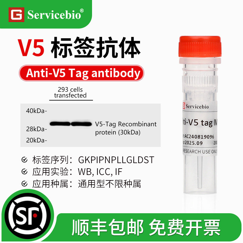 V5 标签抗体Anti-V5 Tag antibody 小鼠 mAb GKPIPNPLLGLDST标签