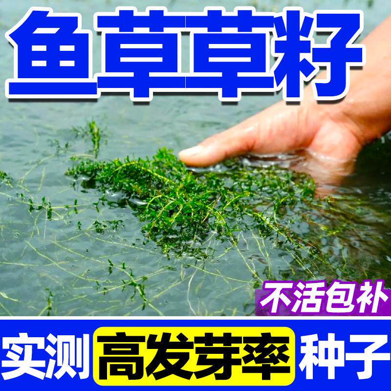 鱼草草籽水生植物鱼塘净化水质速生易活耐水淹养鱼虾蟹水草种子籽