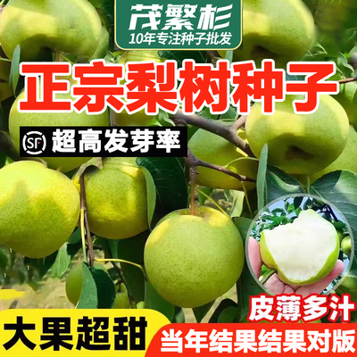 梨树种子嫁接苗沙梨树翠冠梨子树
