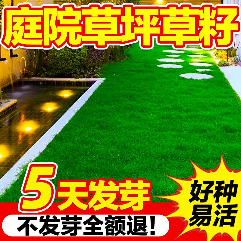 高羊茅草坪种子四季常青耐踩踏