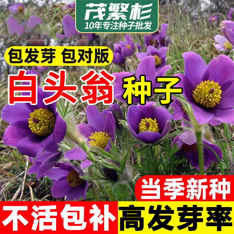 白头翁种子东北山野花白头草中草药植物新奇花卉盆栽南北方易活
