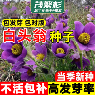 白头翁种子东北山野花白头草中草药植物新奇花卉盆栽南北方易活