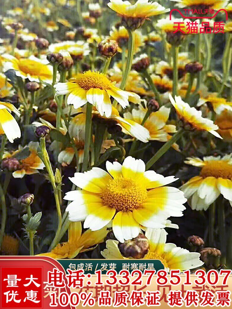 茼蒿菊种子玛格丽特系列品种 花卉景室内阳台栽植 四季可播种