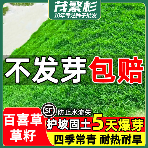 生态复绿耐热护坡固土宽叶草籽