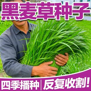 黑麦草牧草种子高产适口性好猪牛羊鱼兔专用牧草种子耐寒耐旱草种