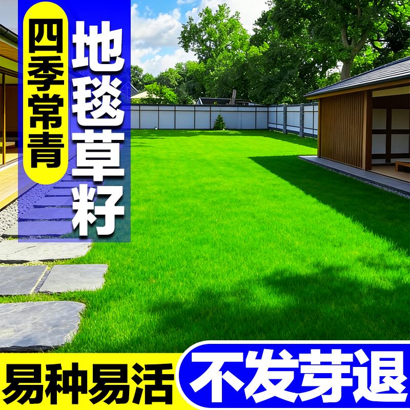 四季常青地毯草籽多年生矮生庭院花园造景耐踩踏耐寒耐旱草坪种籽
