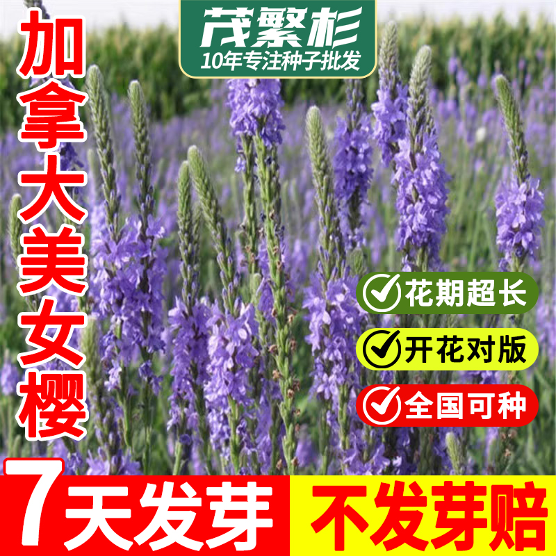 加拿大美女樱种子穗状蓝花白毛