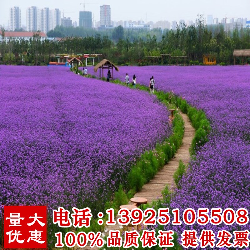 柳叶马鞭草种子多年生宿根草花种子景观绿化