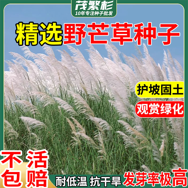 耐旱牧草种子野芒草籽护坡草种籽