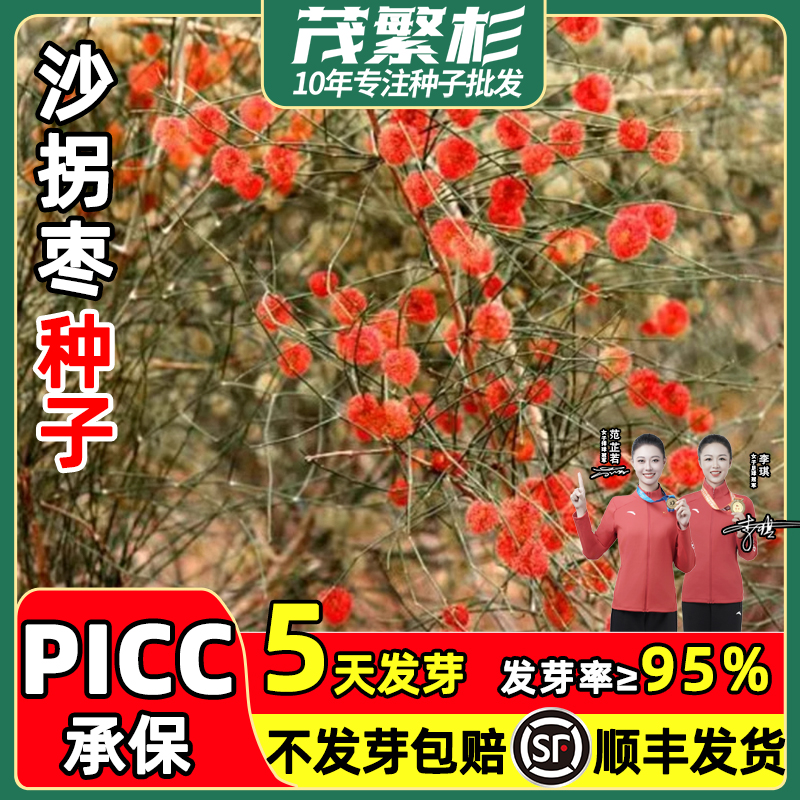 沙拐枣种子林灌木籽耐寒简单易种