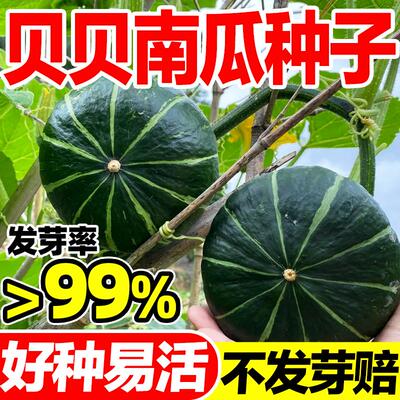 正宗贝贝南瓜种子香甜粉糯四季