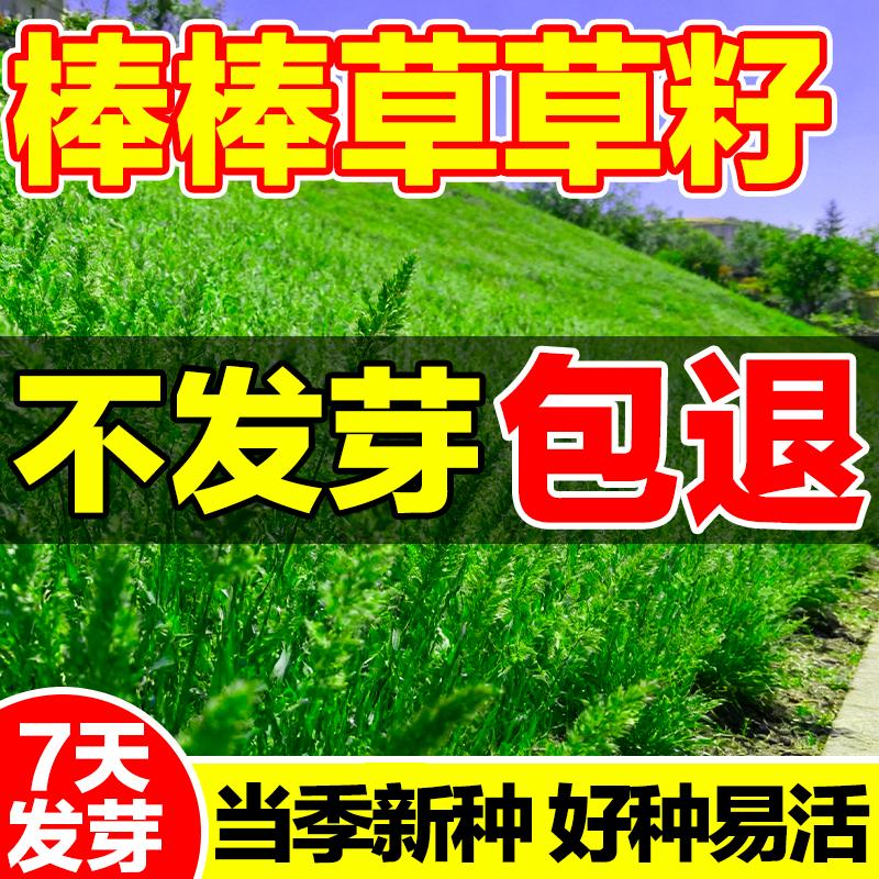 棒棒草多年生高蛋白鱼虾蟹牧草籽
